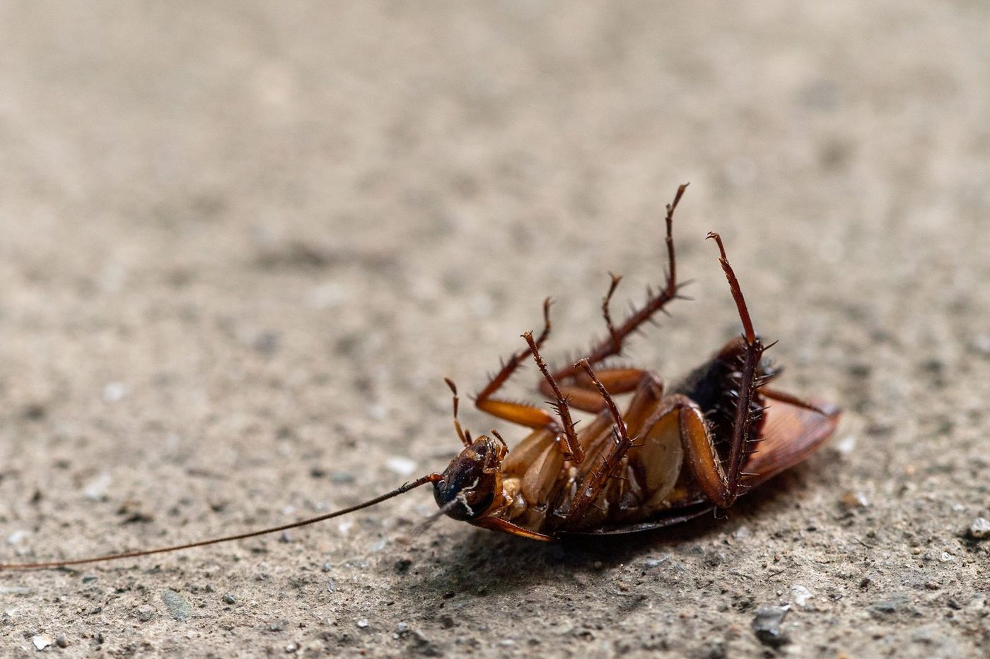 German cockroach with two dark stripes on a kitchen cabinet in a Tampa apartment