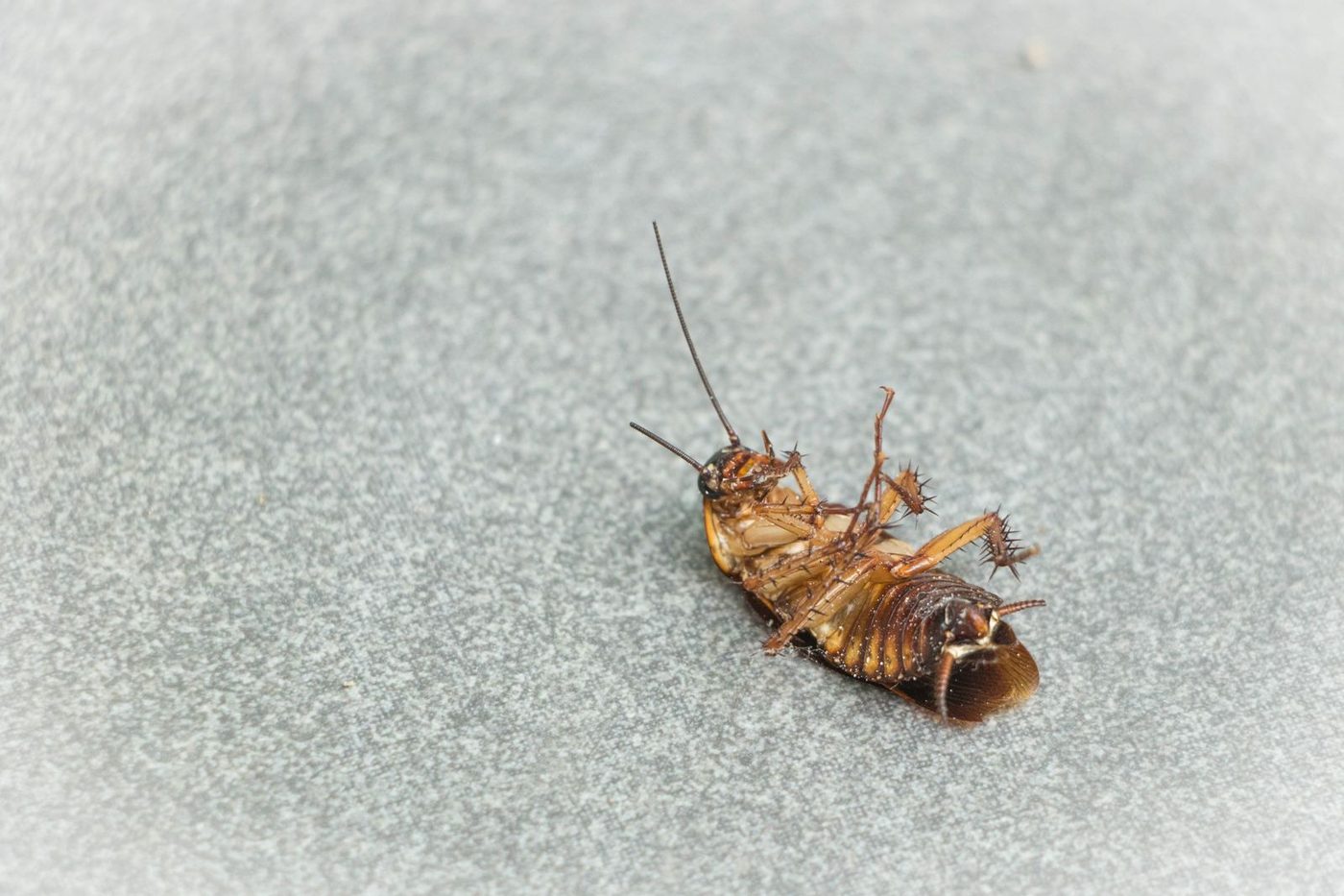 Cockroach on a kitchen surface at night in a Tampa home